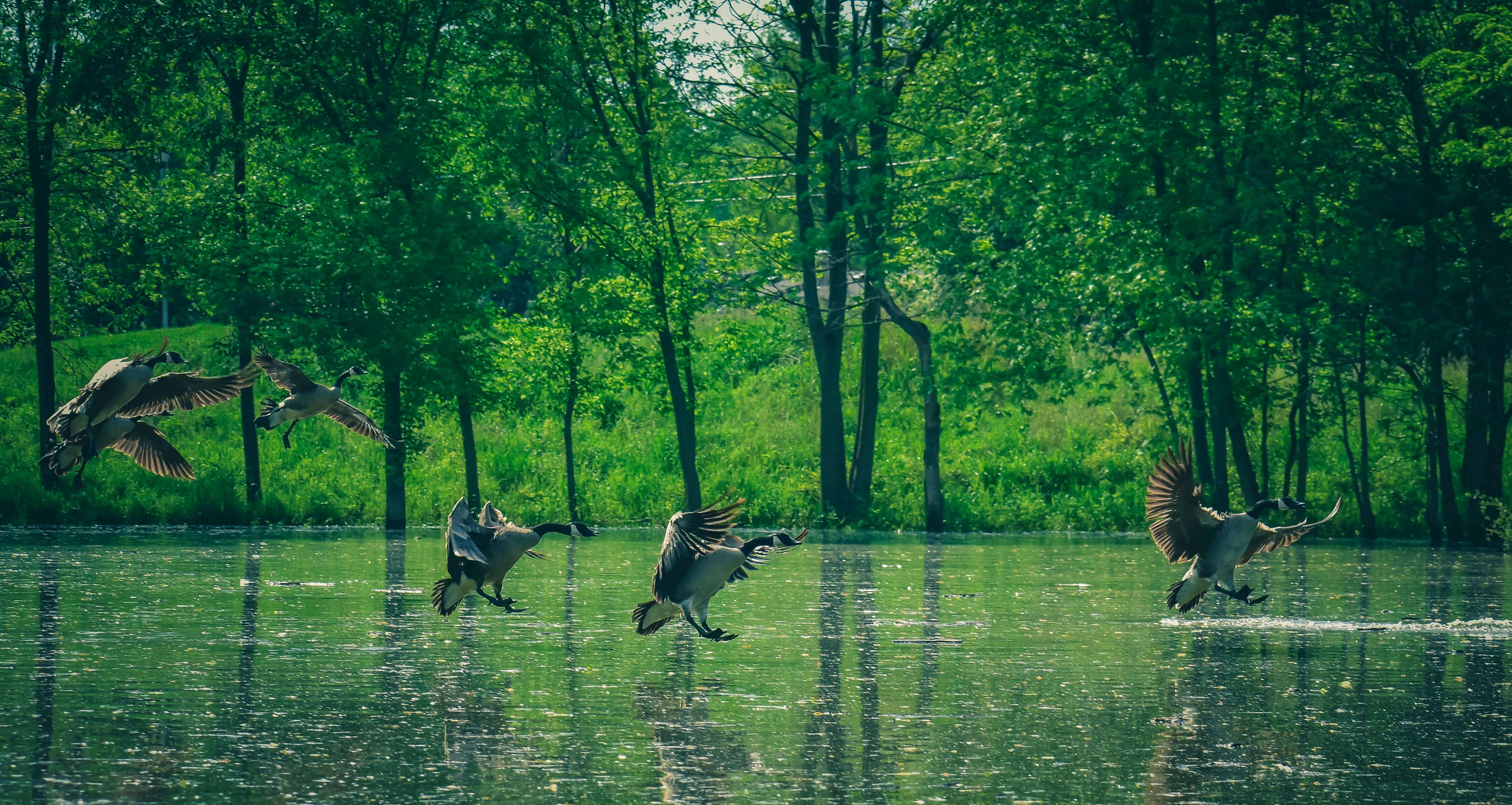 Natural ecosystem at Anandhamaya