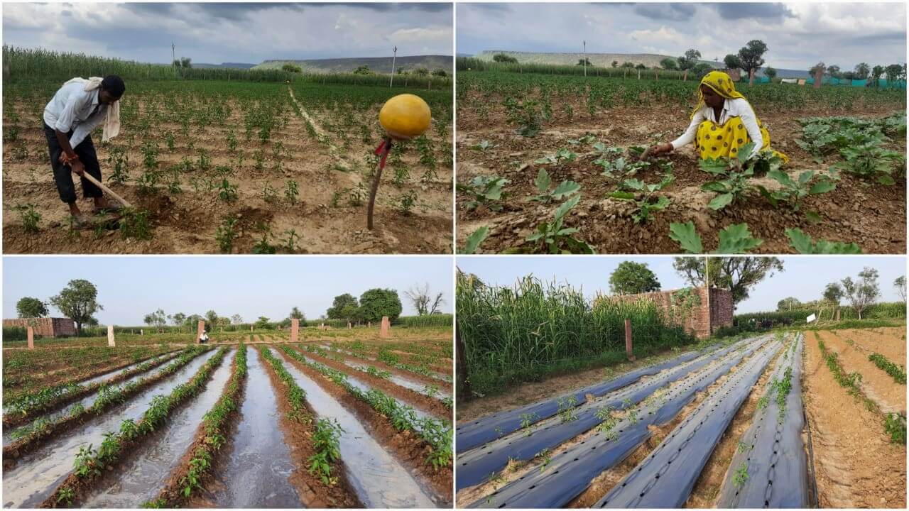 Farm overview at Anandhamaya